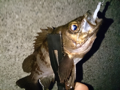 朝マズメにメバル