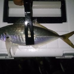 今日も小雨アジング