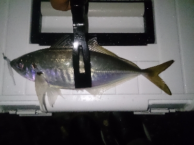 今日も小雨アジング