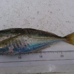 祝！つ抜け達成！！