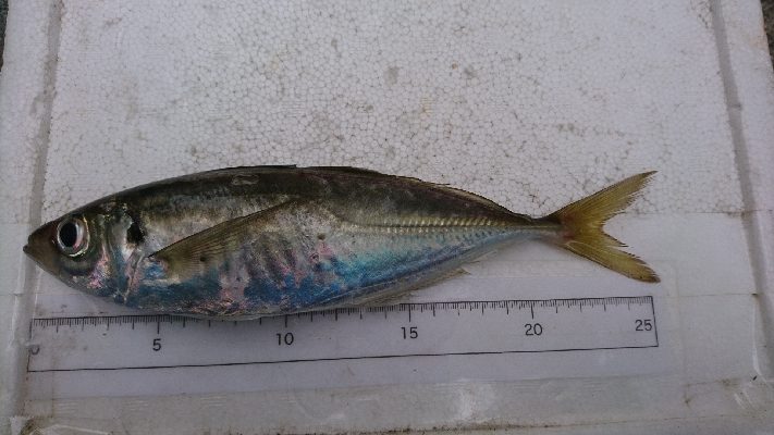 祝！つ抜け達成！！