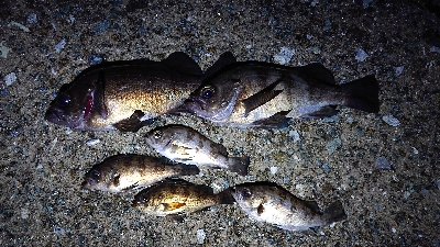 メバル 初20センチアップ×２