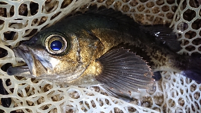 月夜メバルの狙い撃ち