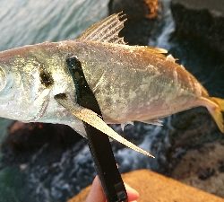 サイズの伸びないアジング