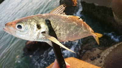 サイズの伸びないアジング