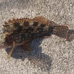 アジはいてるかな？