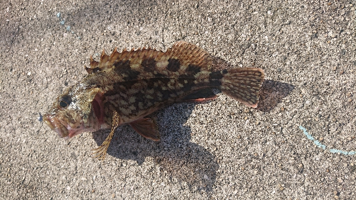 アジはいてるかな？