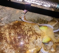 何とか釣れました！