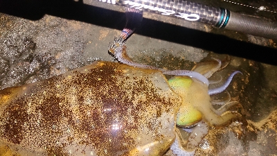 何とか釣れました！