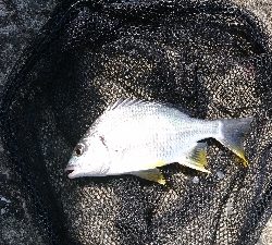 のっこみが終わったのか