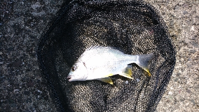 のっこみが終わったのか