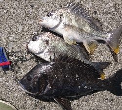 久しぶりに 朝早く