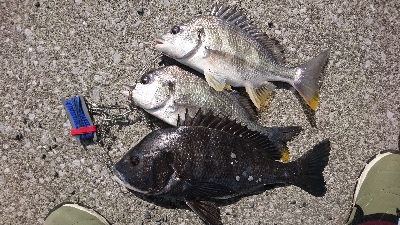 久しぶりに 朝早く