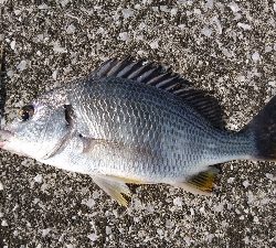 キビレばっかり