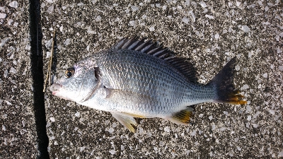 キビレばっかり