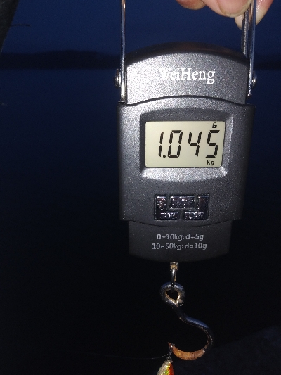 ☆アオリイカ☆朝マズメ狙いで！