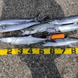 春のサゴシ連発！！