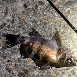 今日はいい感じ。