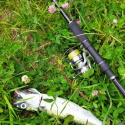 サバの回遊がありました