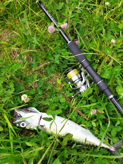 サバの回遊がありました