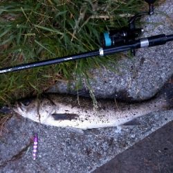 夕マヅメシーバス