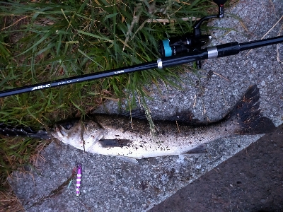 夕マヅメシーバス