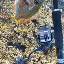 西表島リーフ釣り