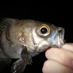 ナイトゲーム～朝まずめに突入