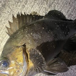 デカメバルではじめ