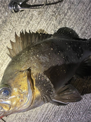 デカメバルではじめ