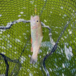 エリアトラウト