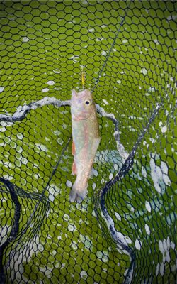 エリアトラウト