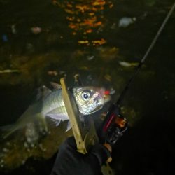 アジング練習　266