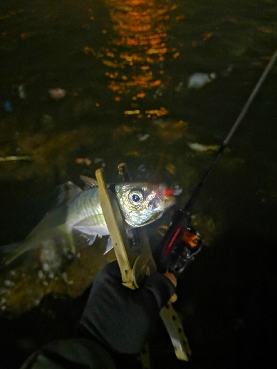 アジング練習　266