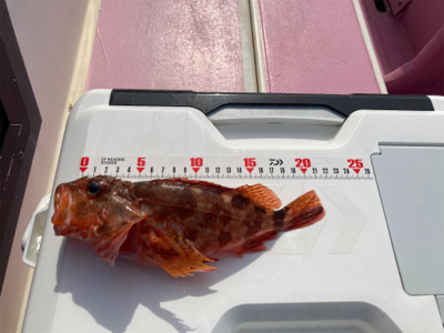 山下丸　カサゴ