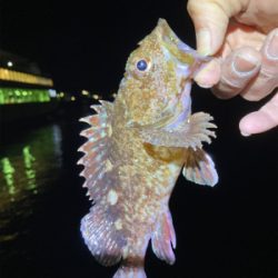 日課のメバリング