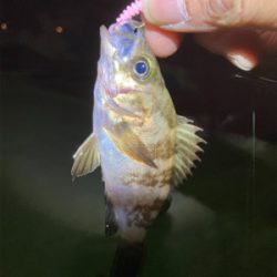 ゲストのタケノコさん！