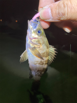 ゲストのタケノコさん！