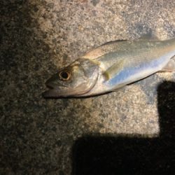 シーバスフィッシング