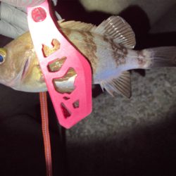 メバメバ好調！