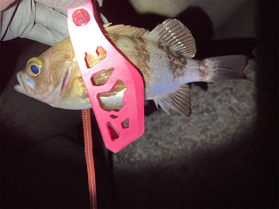 メバメバ好調！