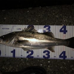 春らしくなってきました