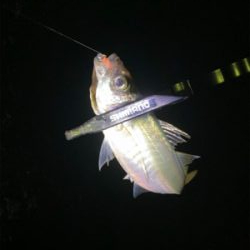 アジング　ガチ