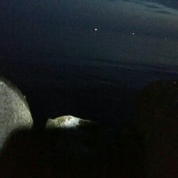 良型メバル1匹！