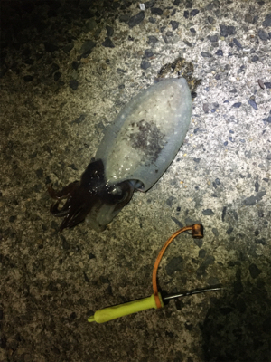 コウイカ 釣行