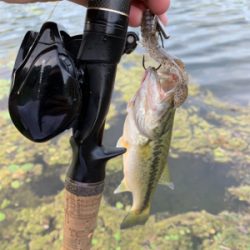 春のプリスポーン