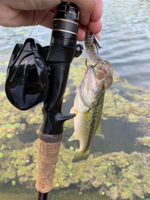 春のプリスポーン