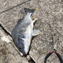 フカセでキビレ