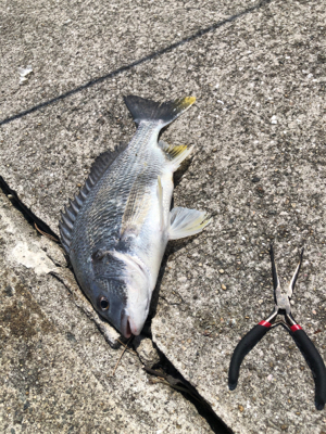 フカセでキビレ