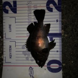 根魚の活性高め